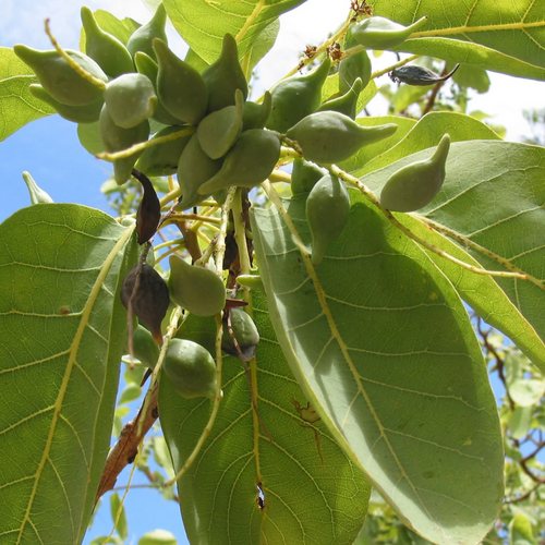 Kakadu Plum