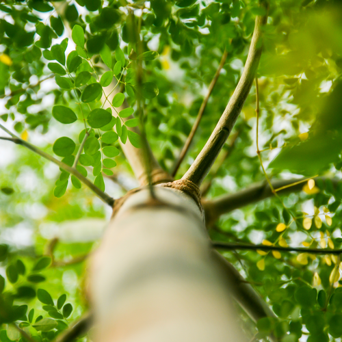 Moringa