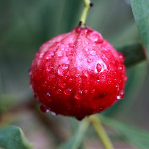 Quandong