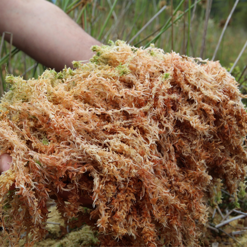 Wildcrafted Irish Sea Moss