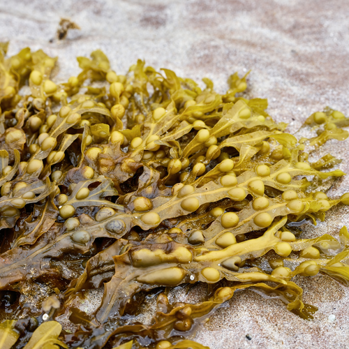 Bladderwrack