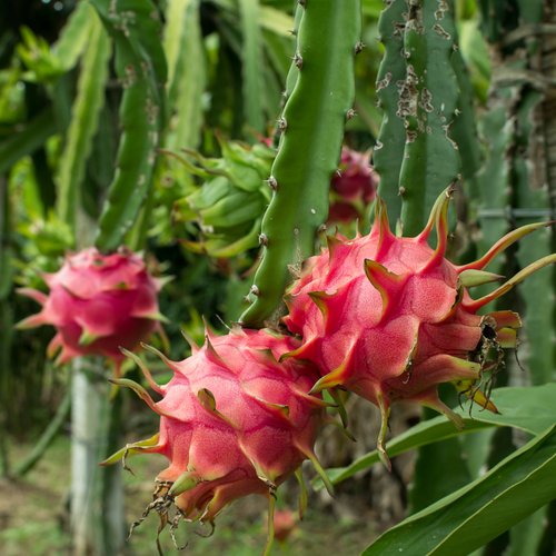 Dragon Fruit